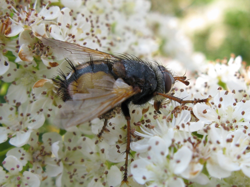 TACHINA MAGNICORNIS e TACHINA FERA?